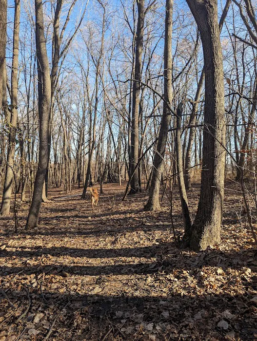 Otter Lake Off-leash Dog Area 2