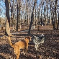 Otter Lake Off-leash Dog Area ico