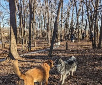 Otter Lake Off-leash Dog Area