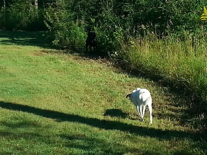 Otter Lake Off-leash Dog Area 5