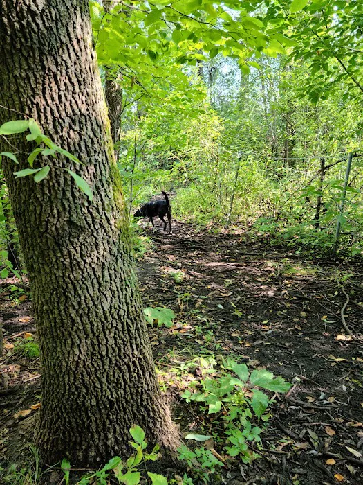 Otter Lake Off-leash Dog Area 4