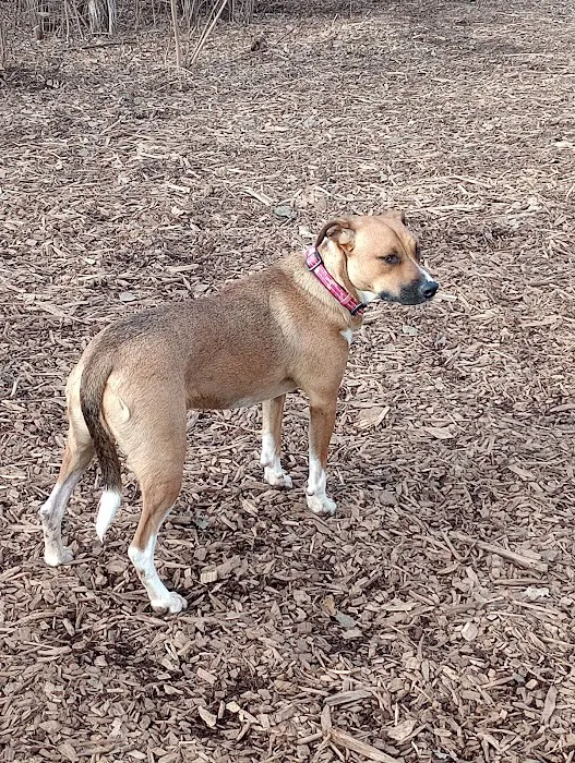 Oakdale Bark Park 10