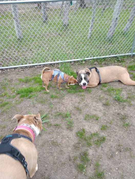 Elmo's Pup Park 1