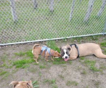 Elmo's Pup Park