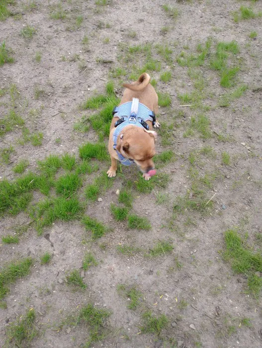 Elmo's Pup Park 7