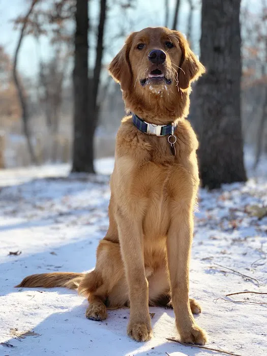 Southbridge Community Dog Park 5