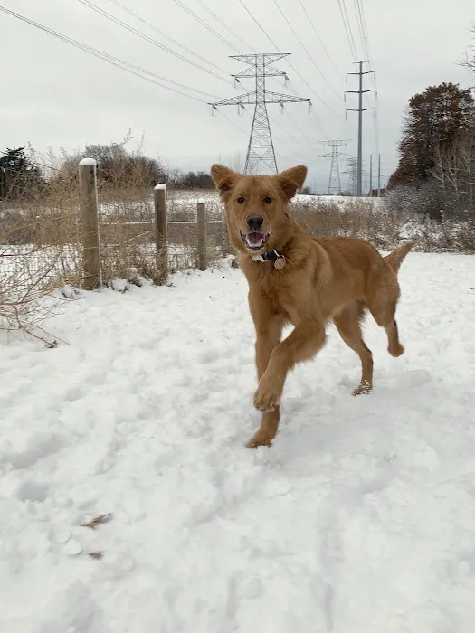 Southbridge Community Dog Park 6