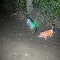 Southbridge Community Dog Park ico