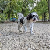 Alimagnet Dog Park ico