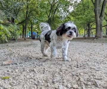 Alimagnet Dog Park