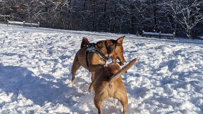Alimagnet Dog Park 8