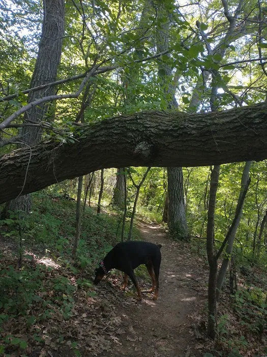 Alimagnet Dog Park 4