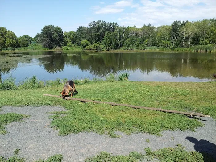 Alimagnet Dog Park 6