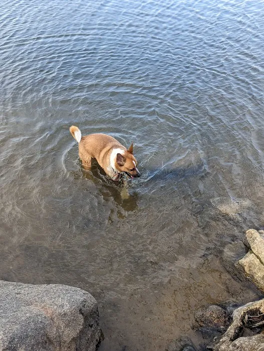 Alimagnet Dog Park 2