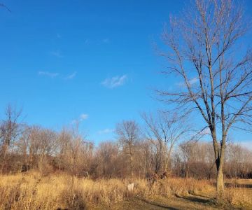 Spring Lake Dog Park