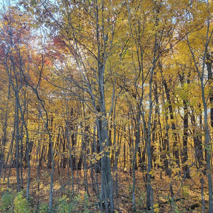 Spring Lake Dog Park 7