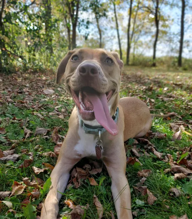 Spring Lake Dog Park 4