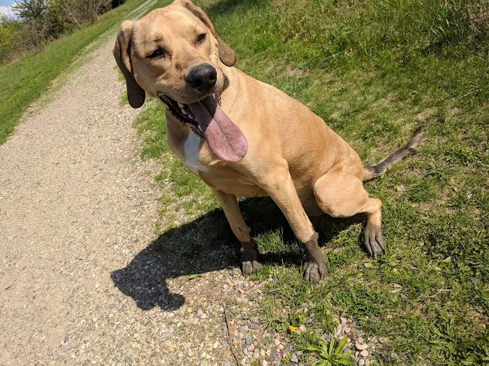 Cleary Lake Dog Park 9