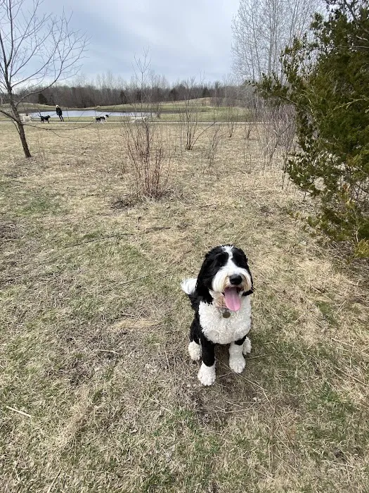 Cleary Lake Dog Park 5