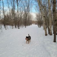 Cleary Lake Dog Park ico
