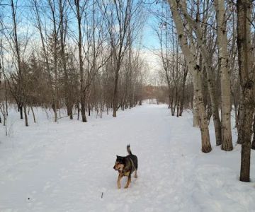 Cleary Lake Dog Park