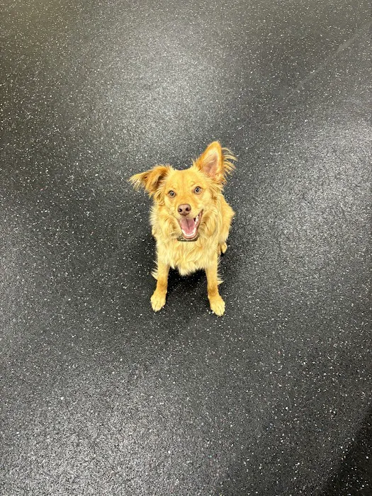Anytime Puppy Playground 7
