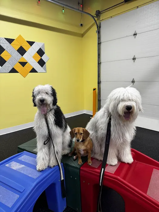 Anytime Puppy Playground 1