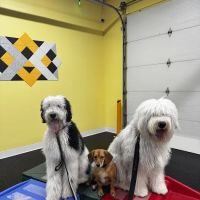 Anytime Puppy Playground ico