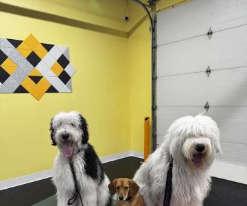 Anytime Puppy Playground