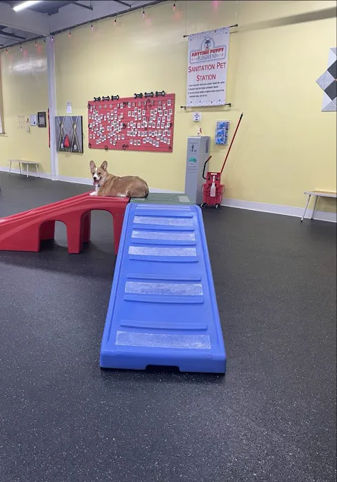 Anytime Puppy Playground 4