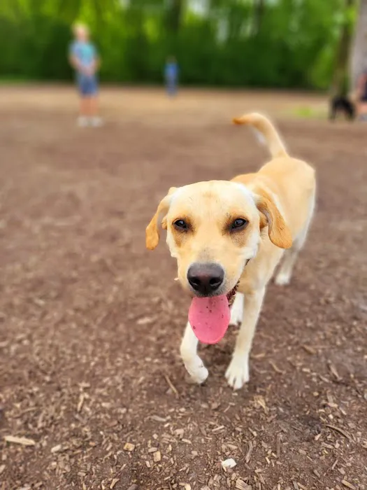 Ritter Farm Dog Park 2
