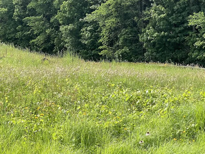 Ritter Farm Dog Park 3
