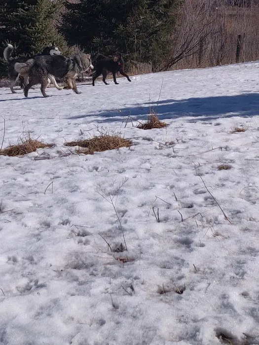 Ritter Farm Dog Park 5