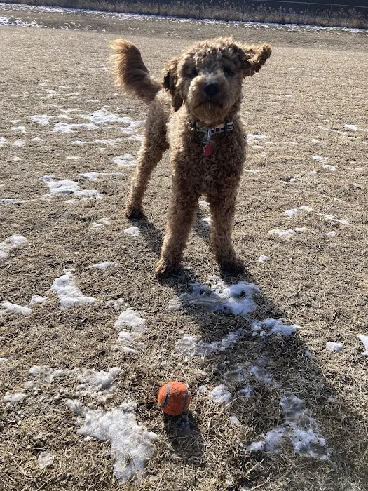 Lynch Dog Park 2