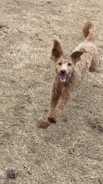 Lynch Dog Park 3