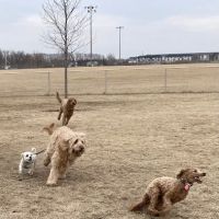 Lynch Dog Park ico