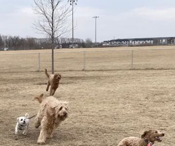 Lynch Dog Park