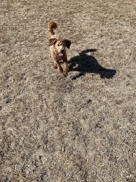 Lynch Dog Park 8