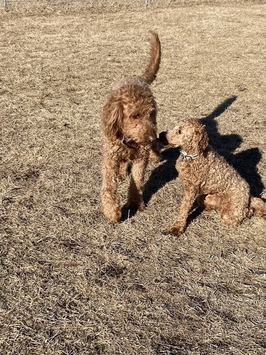Lynch Dog Park 6