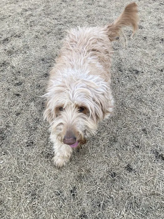 Lynch Dog Park 10