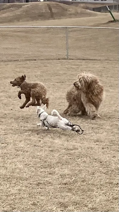 Lynch Dog Park 4