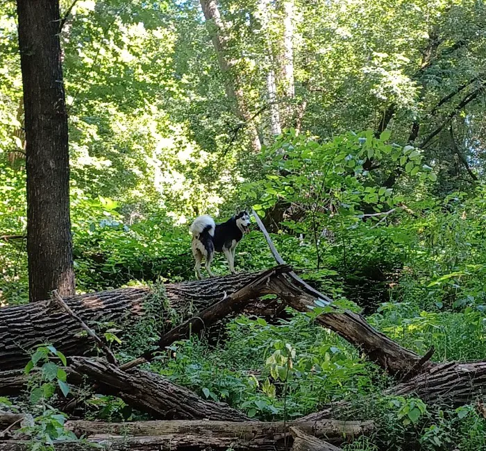 Crow Hassan Dog Park 8