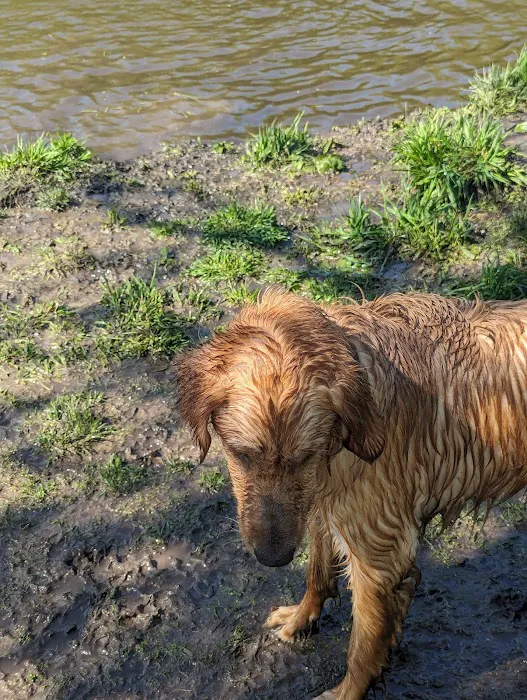 Crow Hassan Dog Park 6