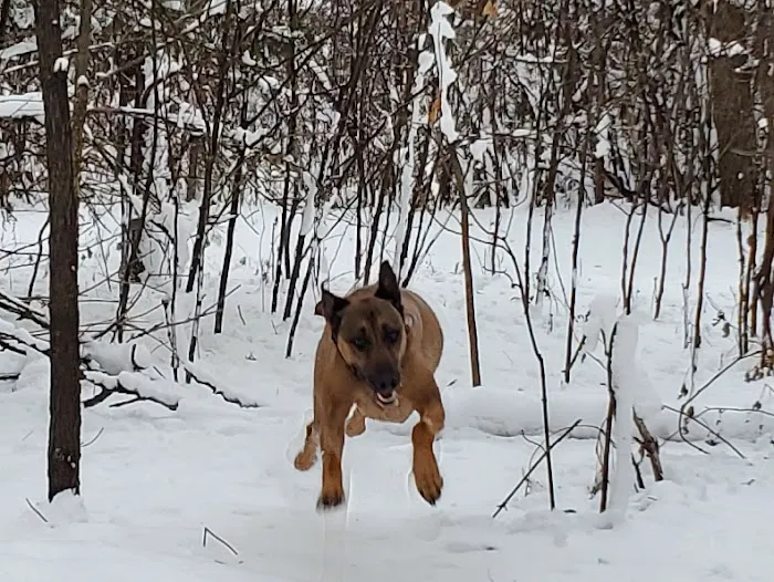 Crow Hassan Dog Park 2