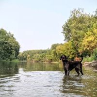 Crow Hassan Dog Park ico