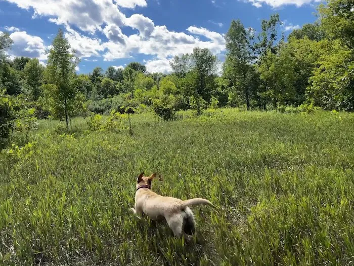 Crow Hassan Dog Park 3
