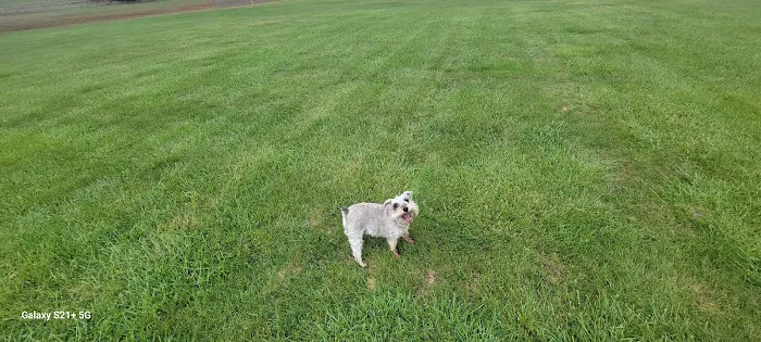 Otsego Dog Park 5