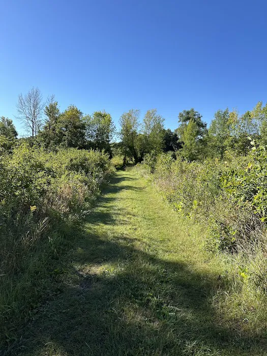 Arb Dog Commons 3