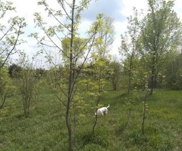 Carver Park Reserve Off-Leash Dog Park