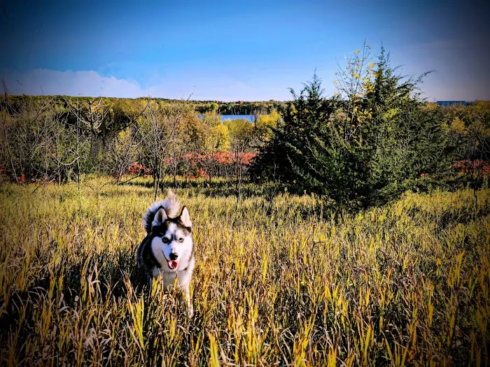 Carver Park Reserve Off-Leash Dog Park 3
